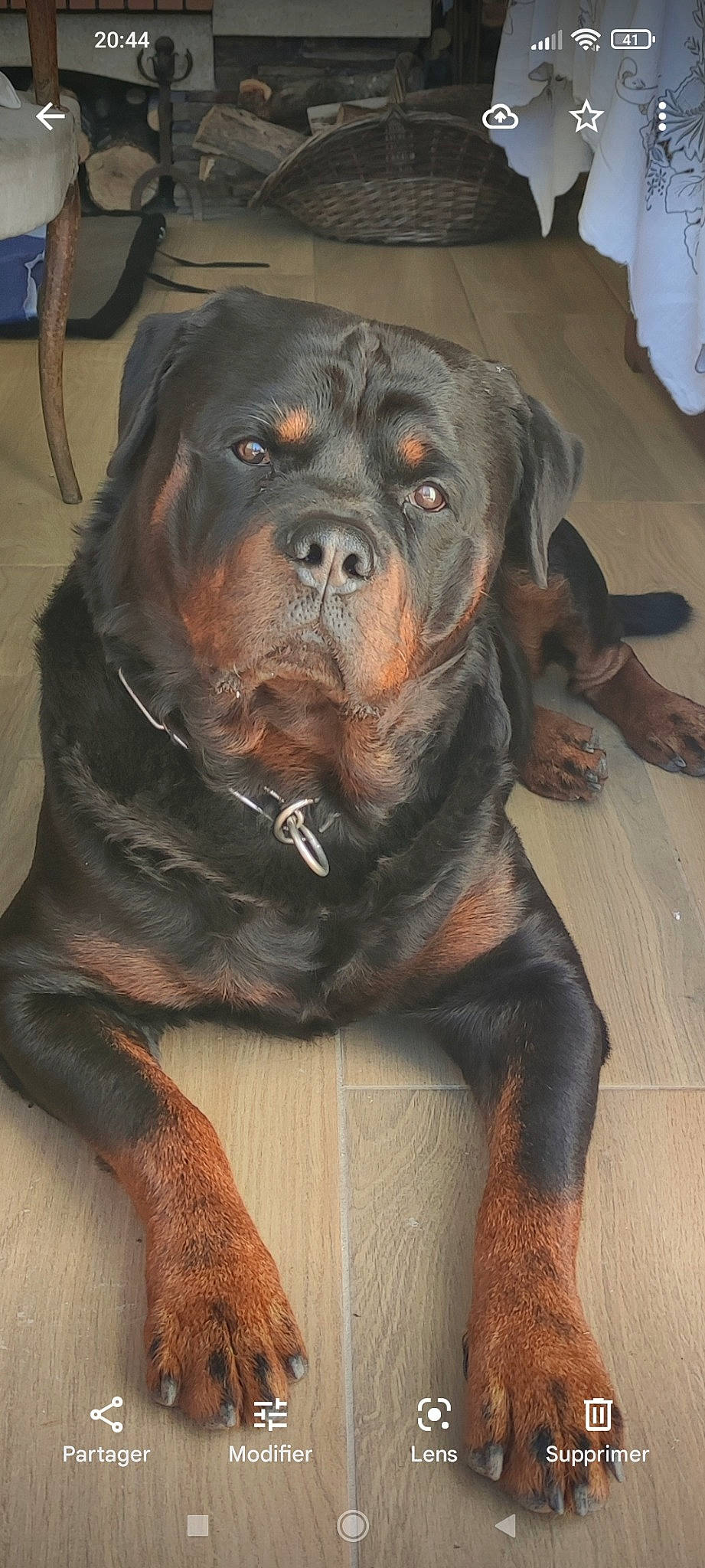 Naiko participe au concours pour gagner de l'argent avec cette photo : canidae, carnivore, collar, companion_dog, dog, dog_breed, dog_collar, fawn, fur, guard_dog, liver, molosser, non_sporting_group, rottweiler, snout, sporting_group, terrestrial_animal, whiskers, working_animal, working_dog