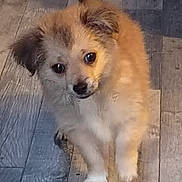 Bijoux participe au concours pour gagner de l'argent avec cette photo : dog, puppy, fluffy, small_dog, indoor, wooden_floor, pet, cute, animal, fur, canine, standing, looking, eyes, ears, tail, domestic_animal, young, adorable, companion