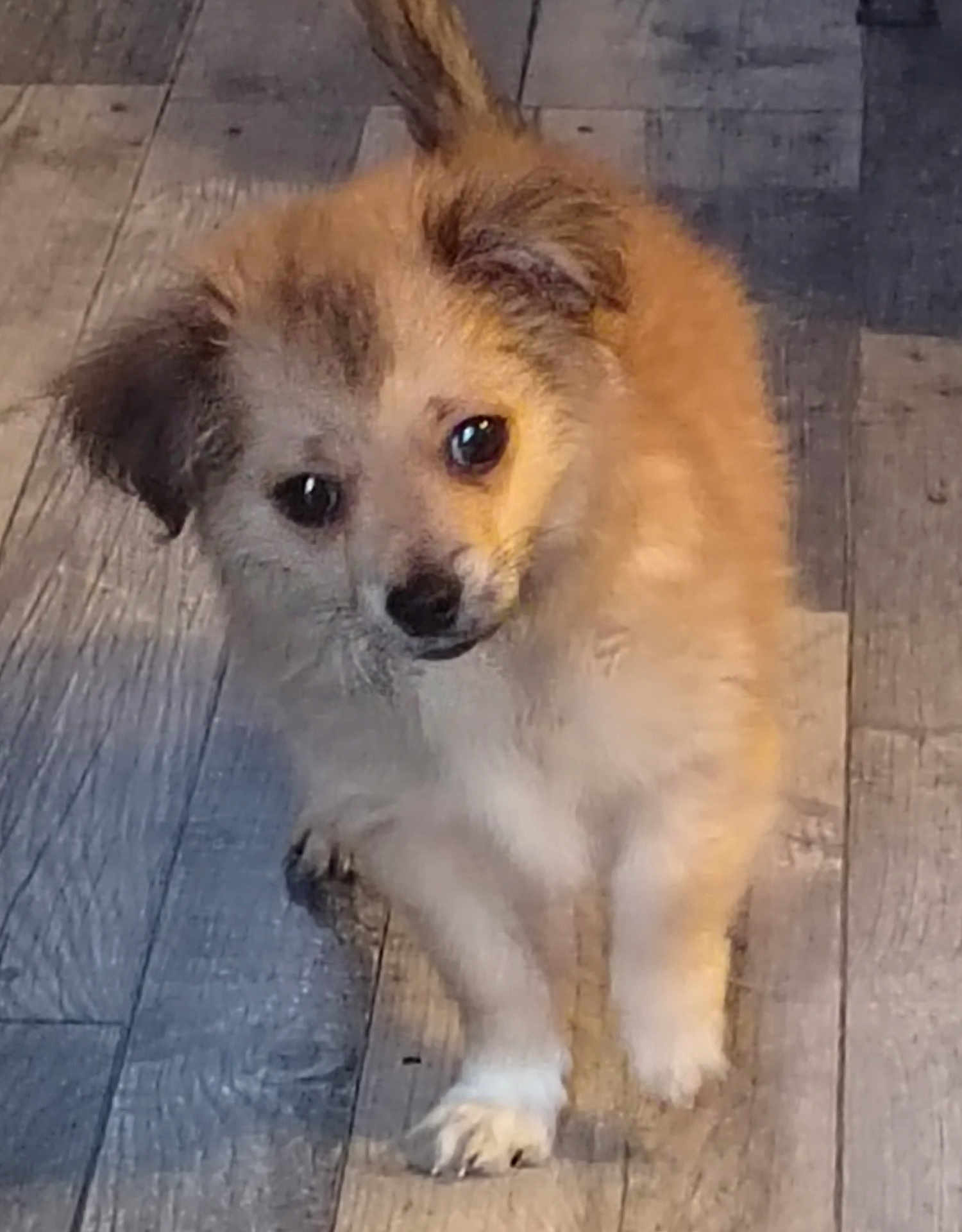 Bijoux