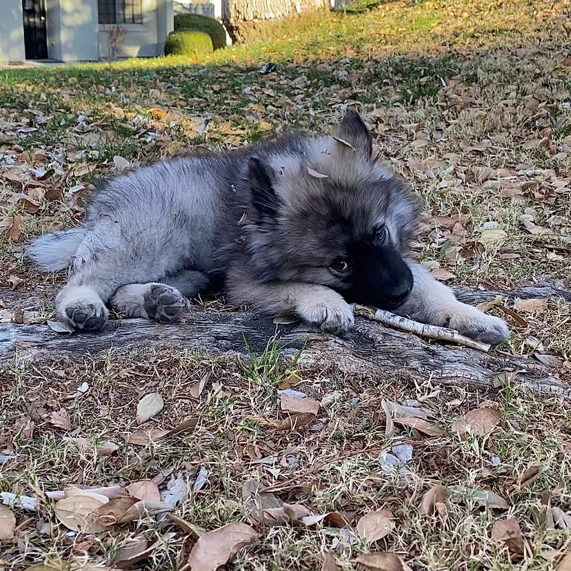 Meeko