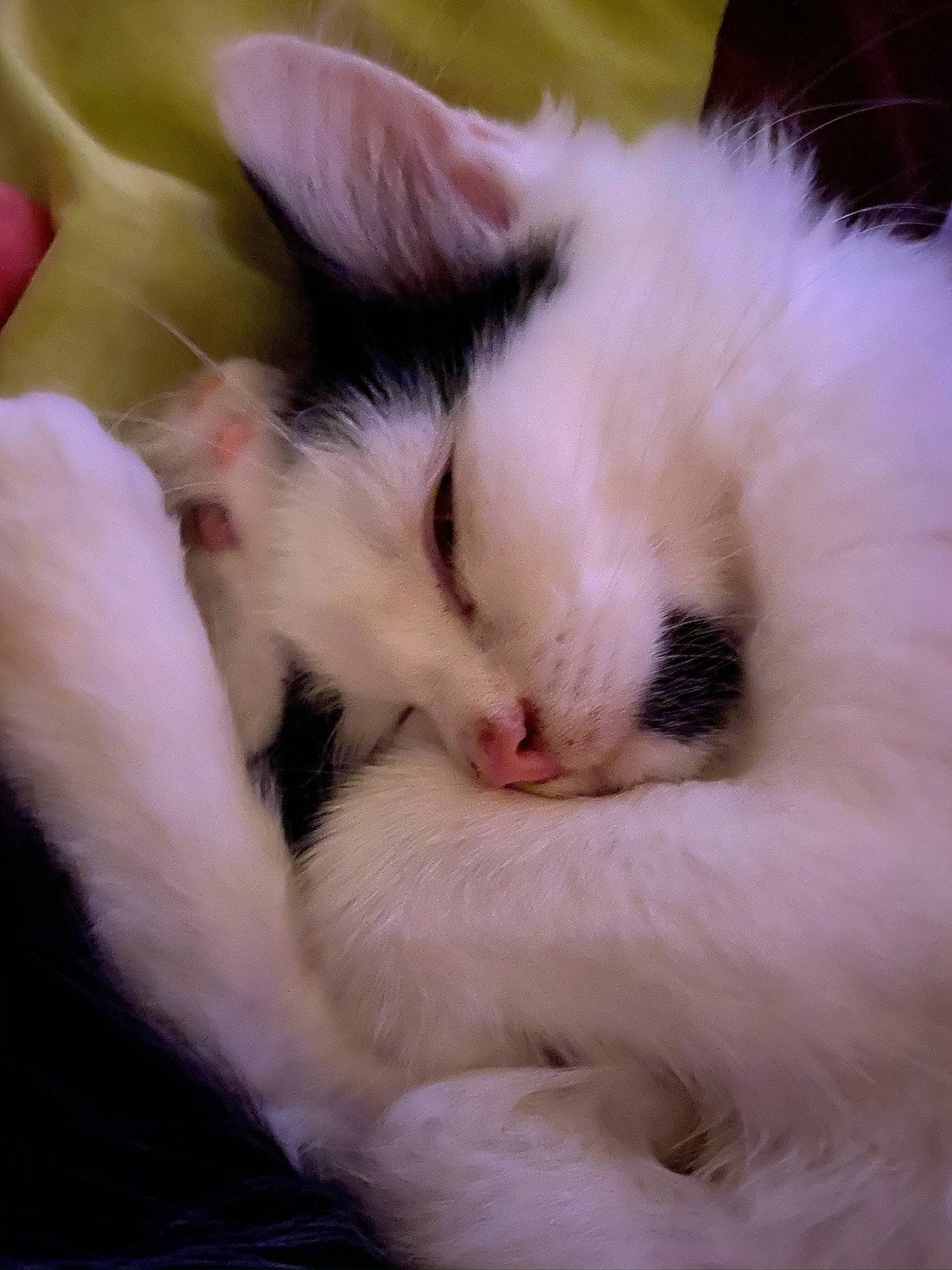 Princesse a rejoint le concours — aidez-le/la à gagner de superbes lots ! balinese, carnivore, cat, cat_bed, claw, comfort, domestic_short_haired_cat, eye, fawn, felidae, fur, nap, paw, sleep, small_to_medium_sized_cats, tail, whiskers