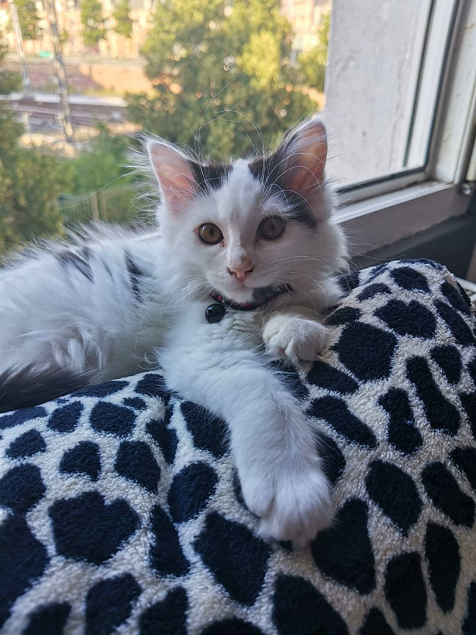 Princesse participe au concours pour gagner de l'argent avec cette photo : carnivore, cat, claw, comfort, domestic_short_haired_cat, fawn, felidae, fur, grass, pattern, paw, plant, sitting, small_to_medium_sized_cats, snout, tail, textile, tree, whiskers, window