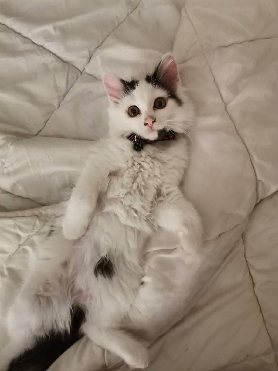 Princesse participe au concours pour gagner de l'argent avec cette photo : carnivore, cat, comfort, companion_dog, dog_breed, felidae, foot, fur, paw, sitting, small_to_medium_sized_cats, tail, terrestrial_animal, whiskers