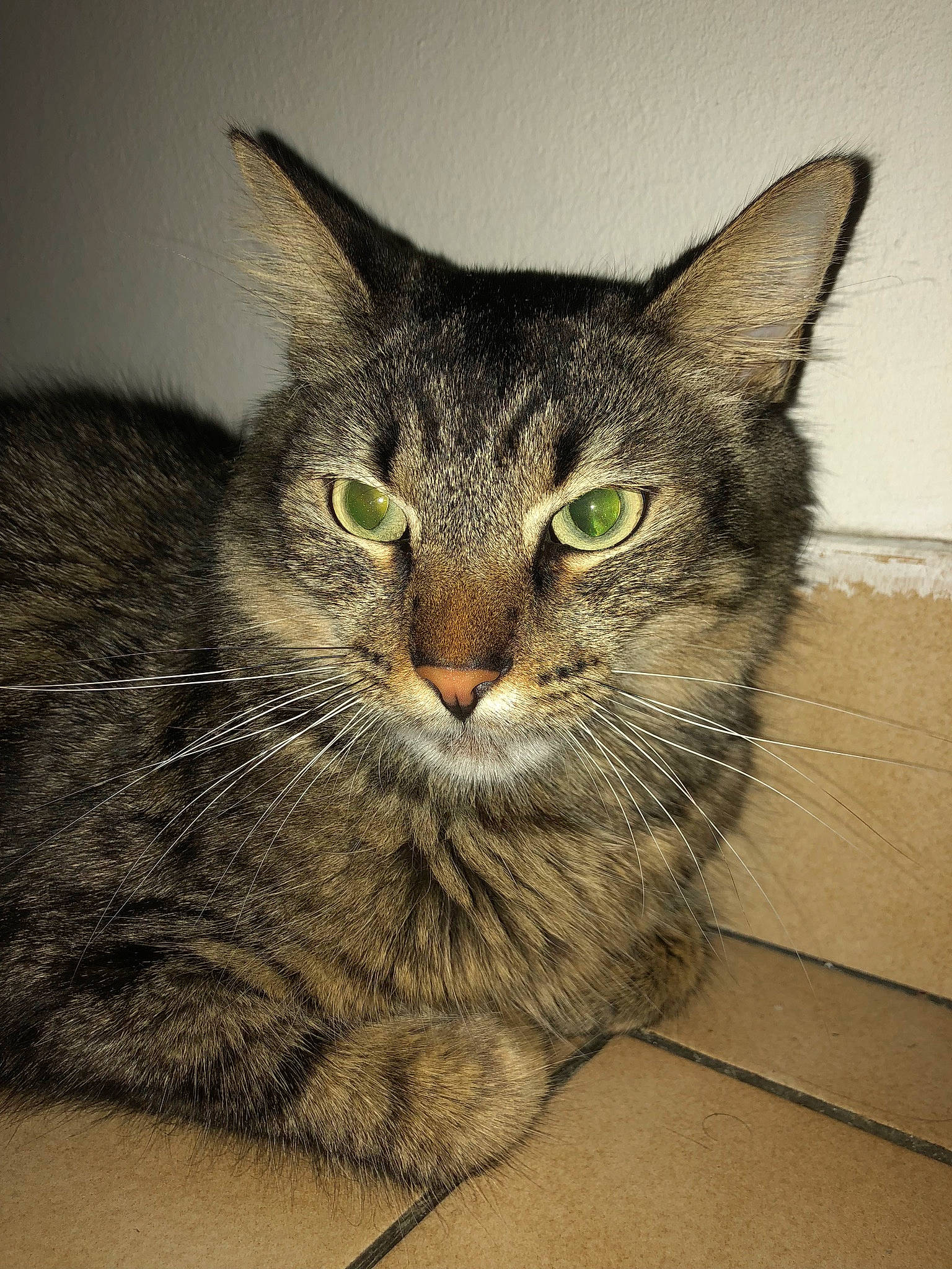 Cosmo a rejoint le concours — aidez-le/la à gagner de superbes lots ! box, carnivore, cat, domestic_short_haired_cat, felidae, fur, grey, paw, sitting, small_to_medium_sized_cats, snout, terrestrial_animal, whiskers, window