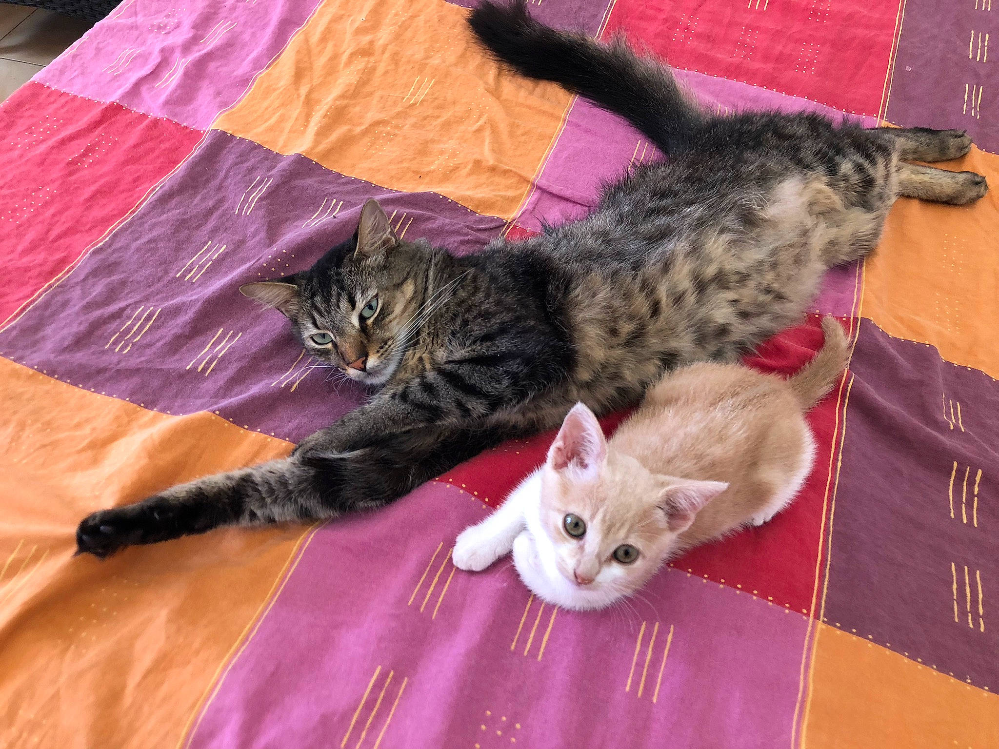 Cosmo participe au concours pour gagner de l'argent avec cette photo : carnivore, cat, claw, comfort, domestic_short_haired_cat, fawn, felidae, fur, hardwood, lap, mammal, paw, small_to_medium_sized_cats, tail, whiskers, wood