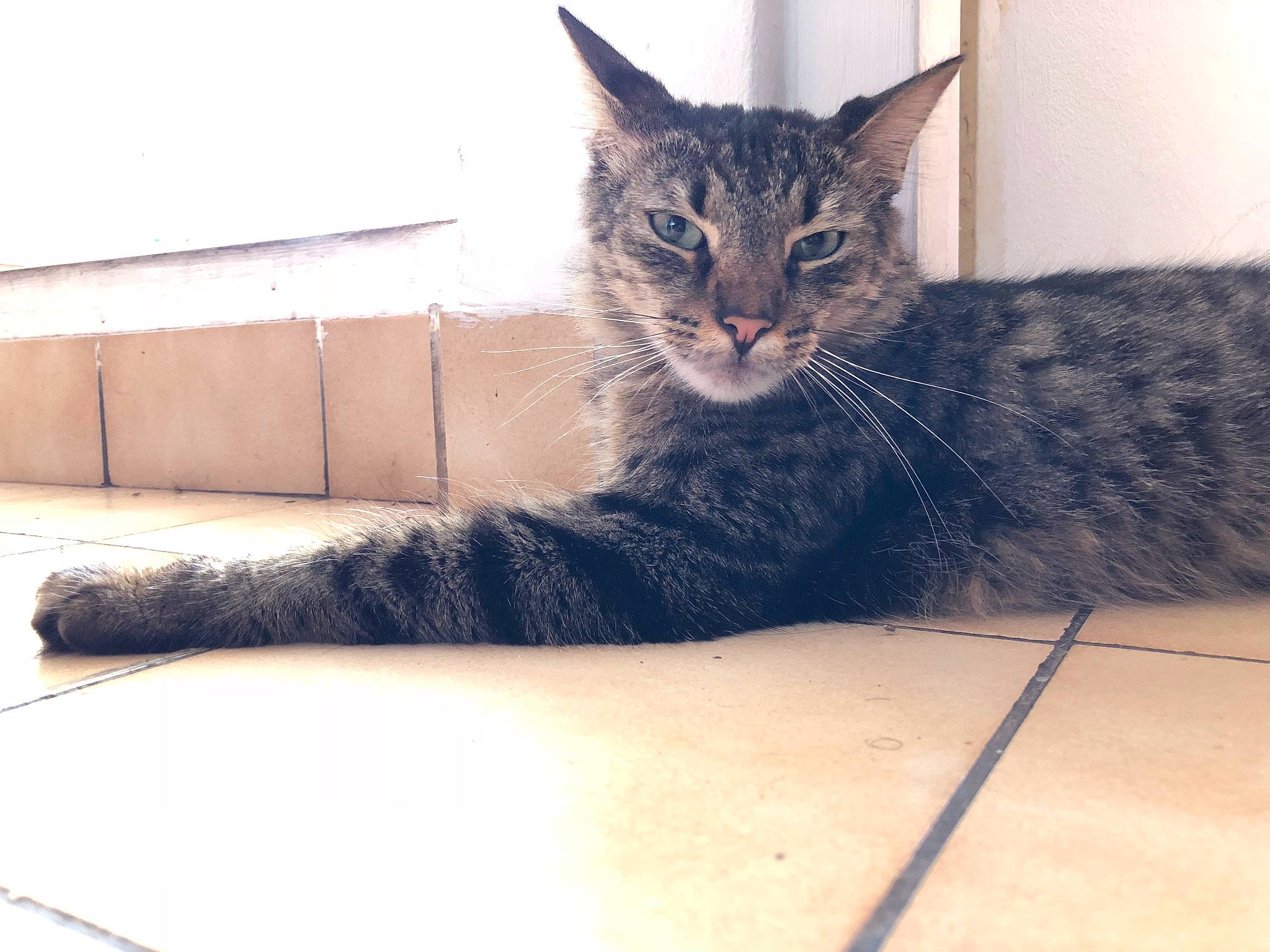 Cosmo participe au concours pour gagner de l'argent avec cette photo : carnivore, cat, claw, comfort, couch, domestic_short_haired_cat, felidae, flooring, fur, grey, metal, paw, sitting, small_to_medium_sized_cats, snout, square, tail, tree, whiskers, window