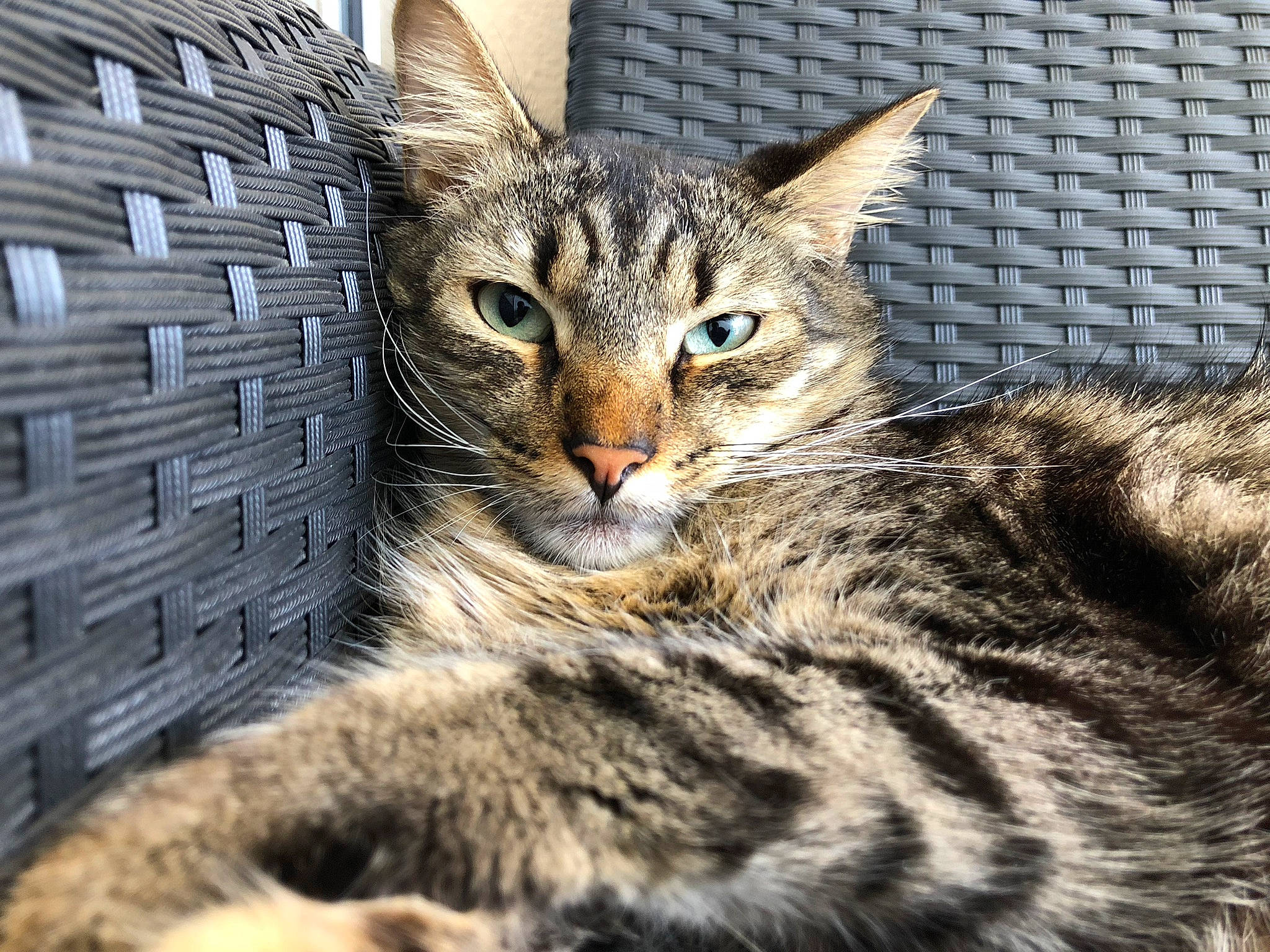 Cosmo a rejoint le concours — aidez-le/la à gagner de superbes lots ! carnivore, cat, claw, domestic_short_haired_cat, felidae, fur, mammal, paw, sitting, small_to_medium_sized_cats, snout, terrestrial_animal, tree, vertebrate, whiskers, wildlife, wood