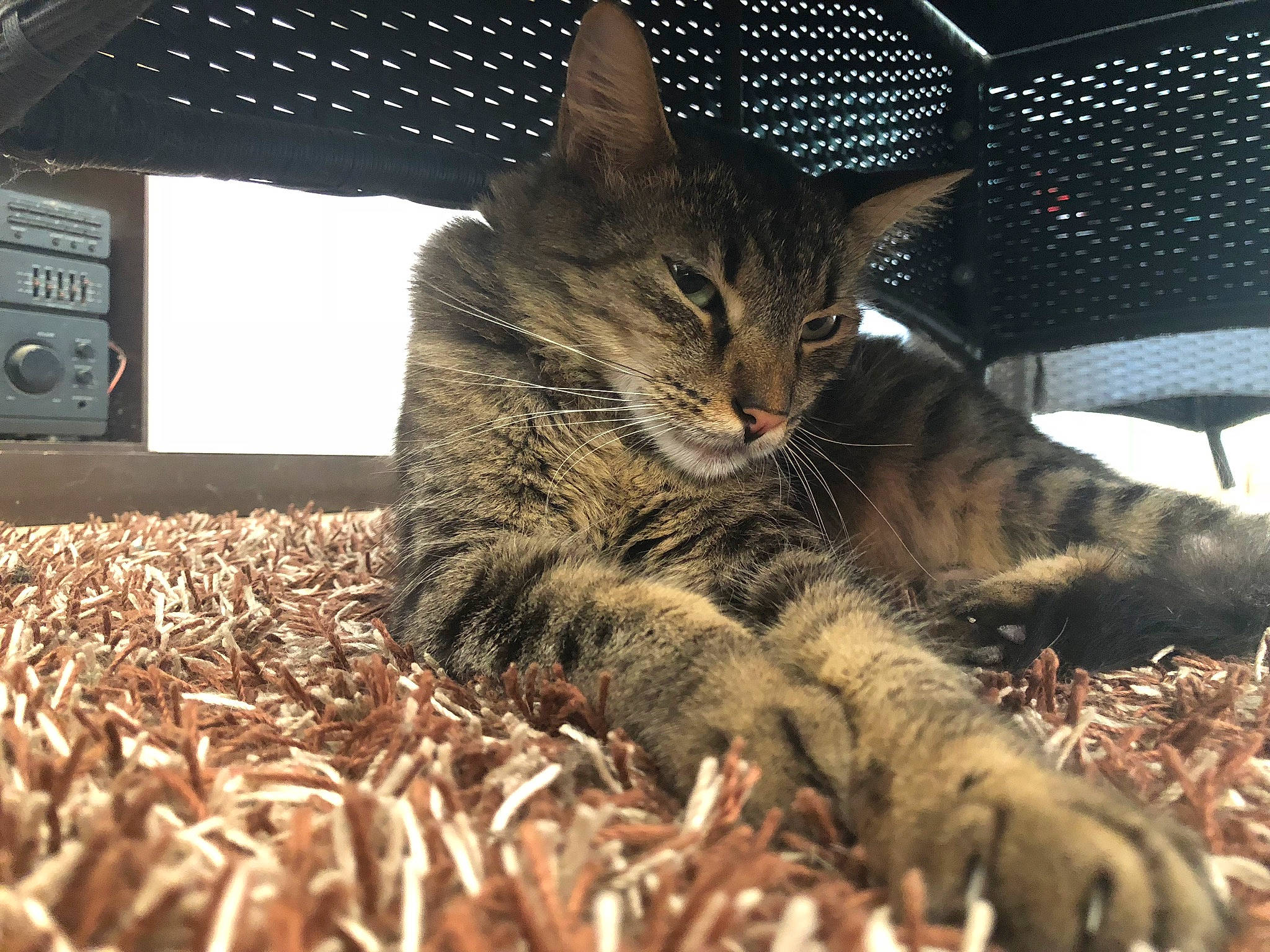 Cosmo a rejoint le concours — aidez-le/la à gagner de superbes lots ! carnivore, cat, chair, claw, comfort, domestic_short_haired_cat, fawn, felidae, fur, grass, nap, paw, small_to_medium_sized_cats, soil, tail, terrestrial_animal, vertebrate, whiskers, wildlife, wood