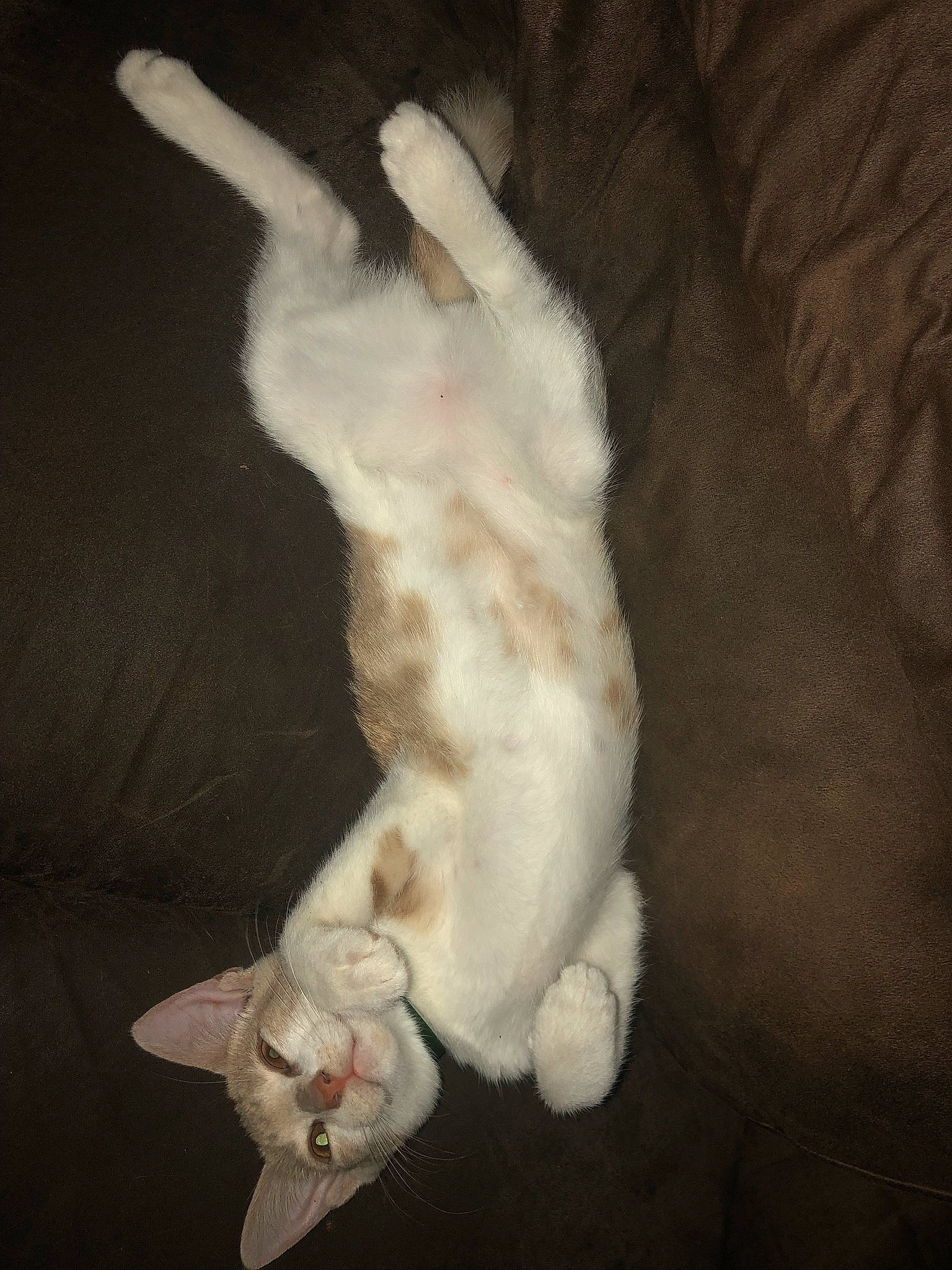 Themis participe au concours pour gagner de l'argent avec cette photo : canidae, carnivore, cat, comfort, companion_dog, darkness, dog_breed, fawn, felidae, flooring, fur, hardwood, painting, paw, small_to_medium_sized_cats, snout, sporting_group, tail, whiskers, wood