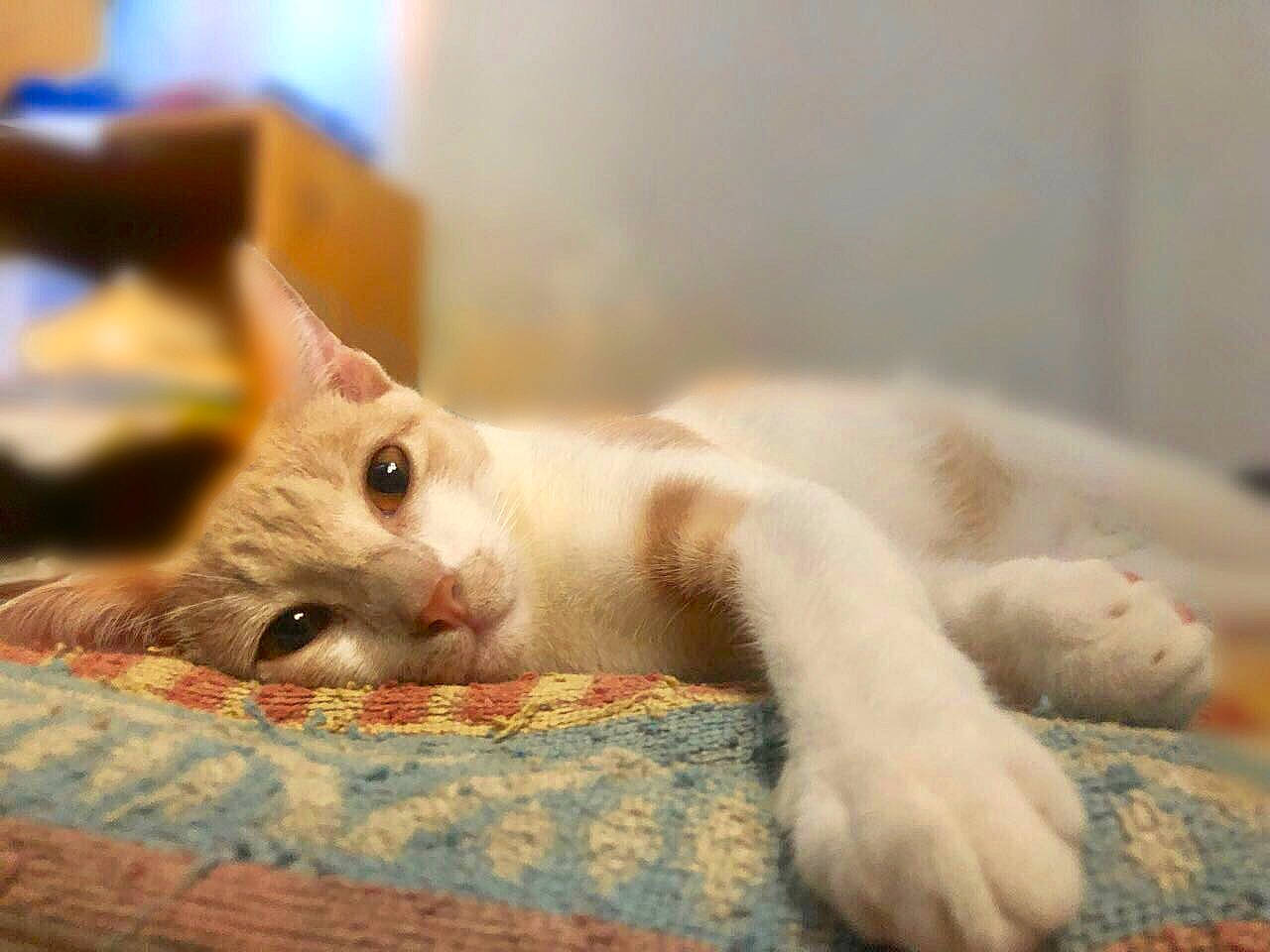 Themis a rejoint le concours — aidez-le/la à gagner de superbes lots ! carnivore, cat, claw, comfort, domestic_short_haired_cat, fang, fawn, felidae, fur, hardwood, linens, paw, small_to_medium_sized_cats, snout, tail, terrestrial_animal, whiskers, wood