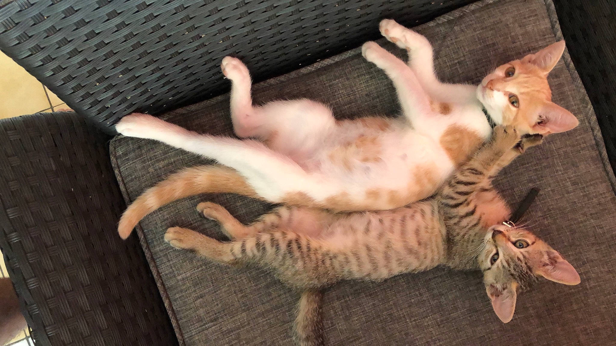 Themis a rejoint le concours — aidez-le/la à gagner de superbes lots ! bed, canidae, carnivore, cat, claw, comfort, domestic_short_haired_cat, fawn, felidae, fur, paw, small_to_medium_sized_cats, tail, whiskers, wood