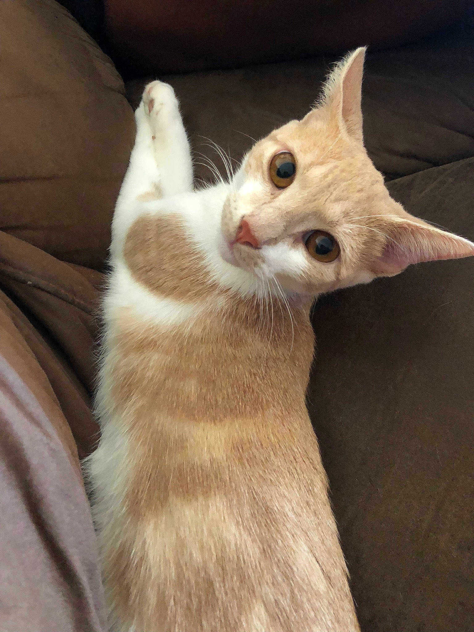 Themis a rejoint le concours — aidez-le/la à gagner de superbes lots ! carnivore, cat, claw, comfort, domestic_short_haired_cat, ear, eye, fawn, felidae, fur, gesture, nap, paw, pleased, small_to_medium_sized_cats, tail, whiskers