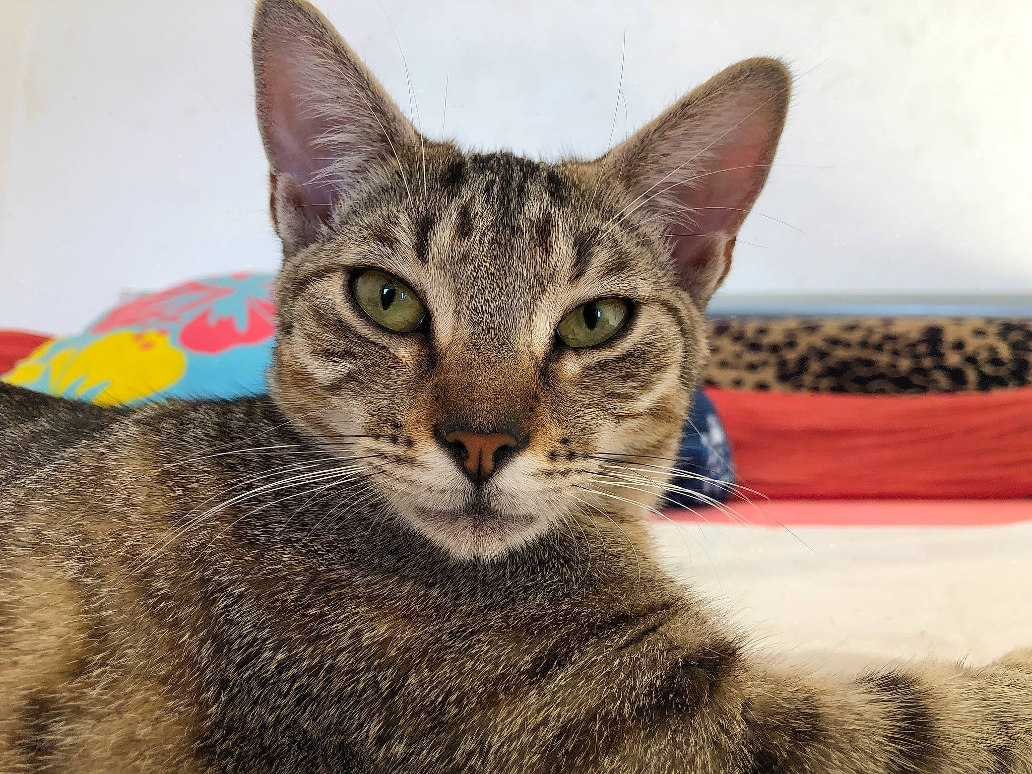 Lila participe au concours pour gagner de l'argent avec cette photo : carnivore, cat, comfort, domestic_short_haired_cat, eye, felidae, fur, paw, sitting, small_to_medium_sized_cats, snout, terrestrial_animal, whiskers, wildlife