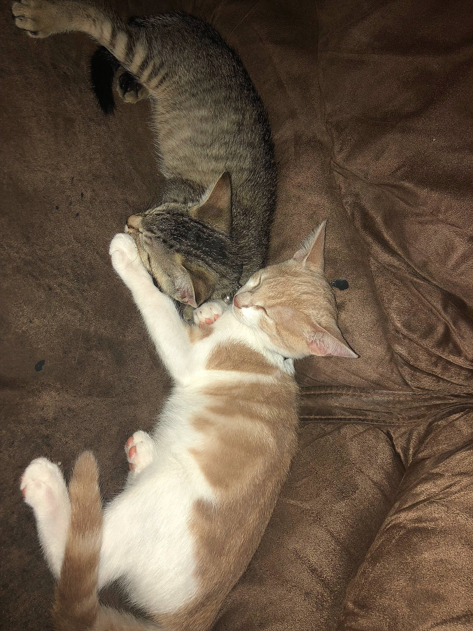 Lila participe au concours pour gagner de l'argent avec cette photo : brown, canidae, carnivore, cat, claw, comfort, darkness, domestic_short_haired_cat, fawn, felidae, fur, grey, linens, nap, paw, small_to_medium_sized_cats, snout, tail, whiskers, wood