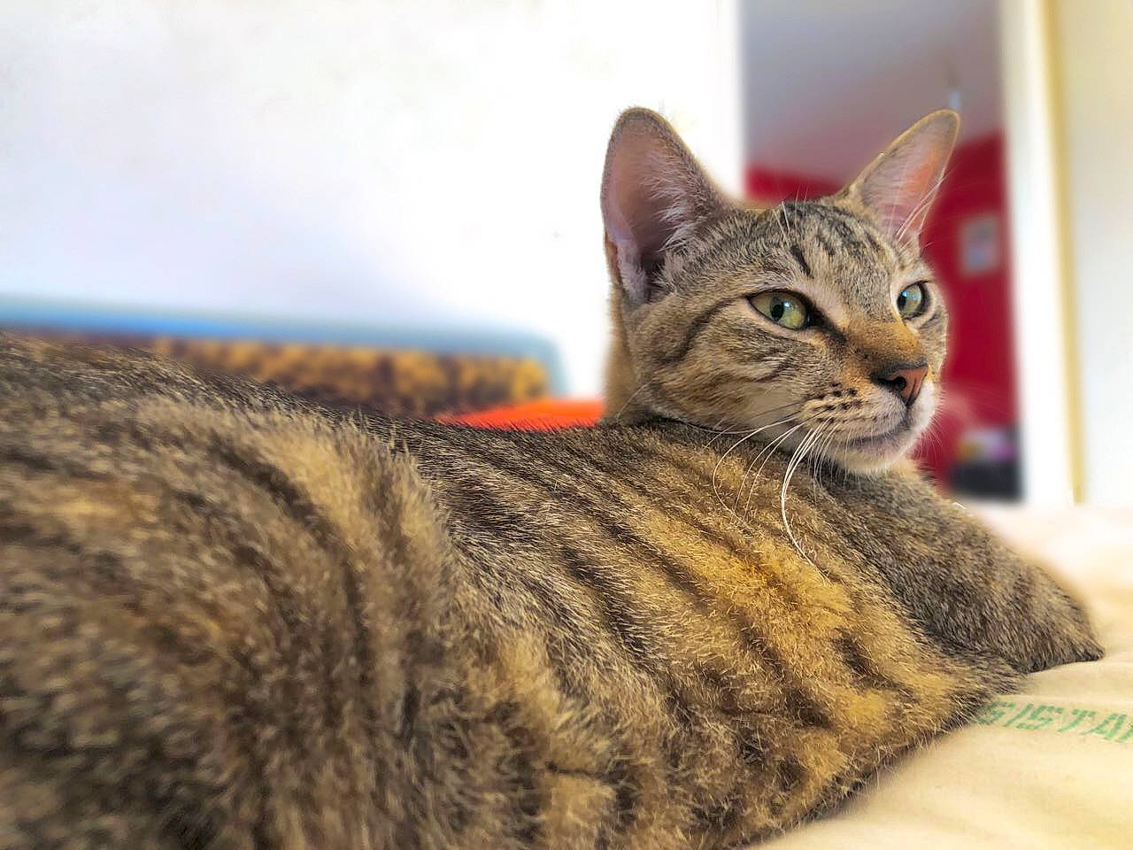 Lila a rejoint le concours — aidez-le/la à gagner de superbes lots ! carnivore, cat, close_up, domestic_short_haired_cat, felidae, fur, sitting, small_to_medium_sized_cats, snout, terrestrial_animal, whiskers, wildlife