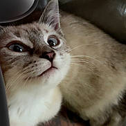 Coconut Renee is registered to the contest to win money with this photo: animal, cat, closeup, curious, cute, domestic, ears, eyes, face, feline, fur, indoor, mammal, muzzle, nose, pet, portrait, resting, small, whiskers