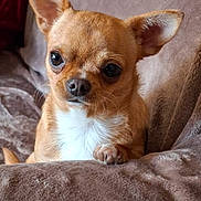 Caline a rejoint le concours — aidez-le/la à gagner de superbes lots ! dog, chihuahua, small_dog, pet, animal, brown_fur, white_chest, ears, eyes, nose, paw, blanket, cozy, indoor, fur, cute, portrait, companion, relaxed, alert