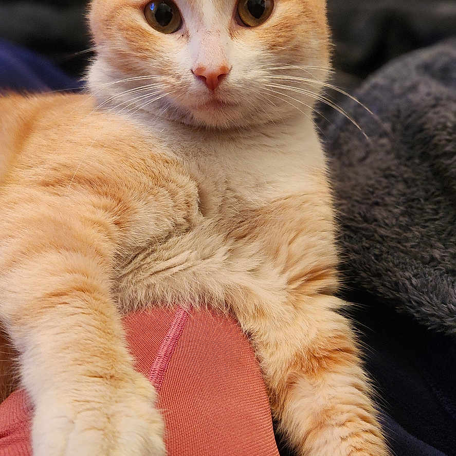 Caramel