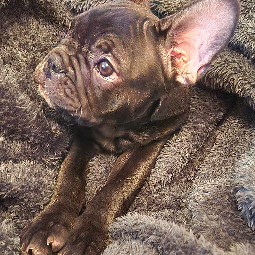 Villow participe au concours pour gagner de l'argent avec cette photo : animal, blanket, boxer, bulldog, canine, dog, frenchbulldog, pet, pitbull, puppy
