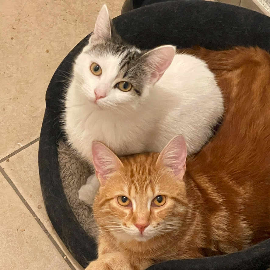 Jünnæ Et Lewis a rejoint le concours — aidez-le/la à gagner de superbes lots ! abyssinian, angora, animal, blackcat, cat, couch, furniture, hardwood, indoors, kitten, manx, person, pet, siamese, slate, sleeping, wood