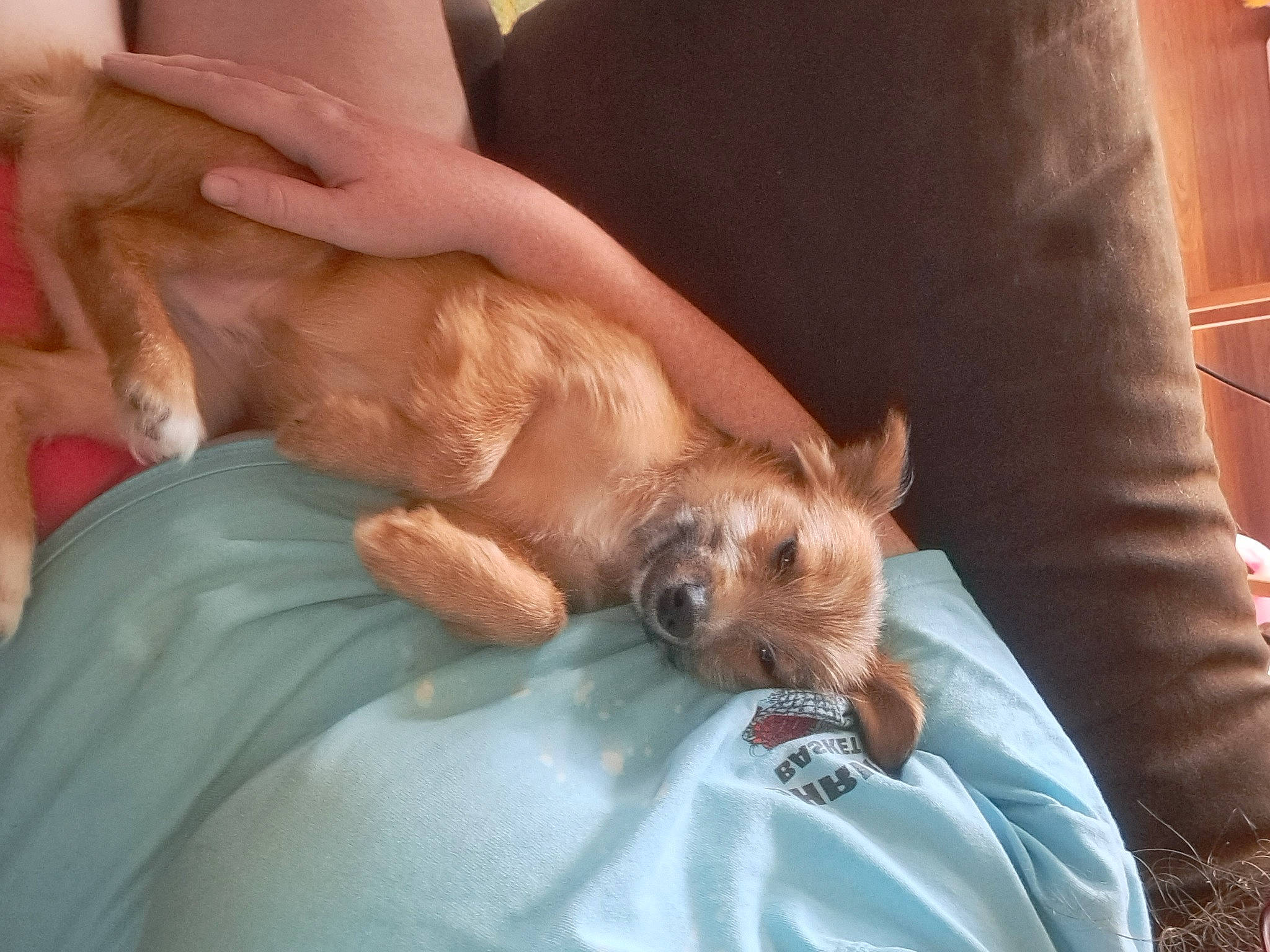 Sinbad is registered to the contest to win money with this photo: canidae, carnivore, comfort, companion_dog, dog, dog_breed, dog_supply, fawn, foot, fur, human_leg, liver, nail, nap, small_terrier, snout, sporting_group, thigh, toy_dog, working_animal