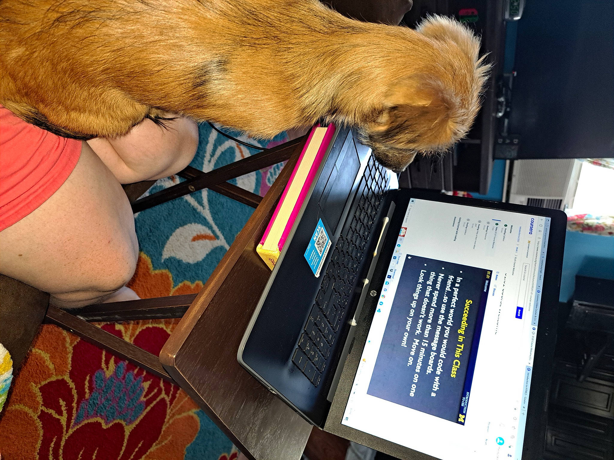 Sinbad joined the competition — help win amazing prizes! companion_dog, computer, computer_hardware, desk, display_device, dog, fawn, fur, gadget, human_leg, input_device, laptop, liver, netbook, office_equipment, peripheral, personal_computer, space_bar, table, touchpad