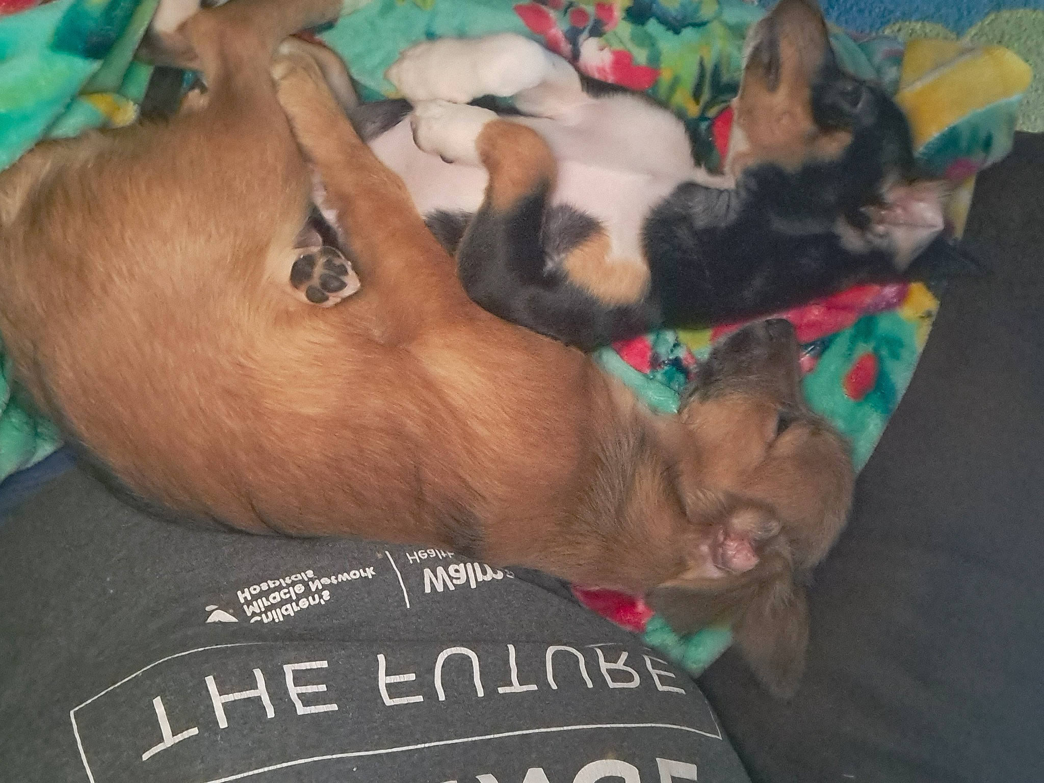 Sinbad is registered to the contest to win money with this photo: canidae, carnivore, comfort, companion_dog, dog, dog_breed, dog_supply, fawn, felidae, fur, mammal, nap, paw, snout, sporting_group, stuffed_toy, tail, toy, toy_dog, vertebrate