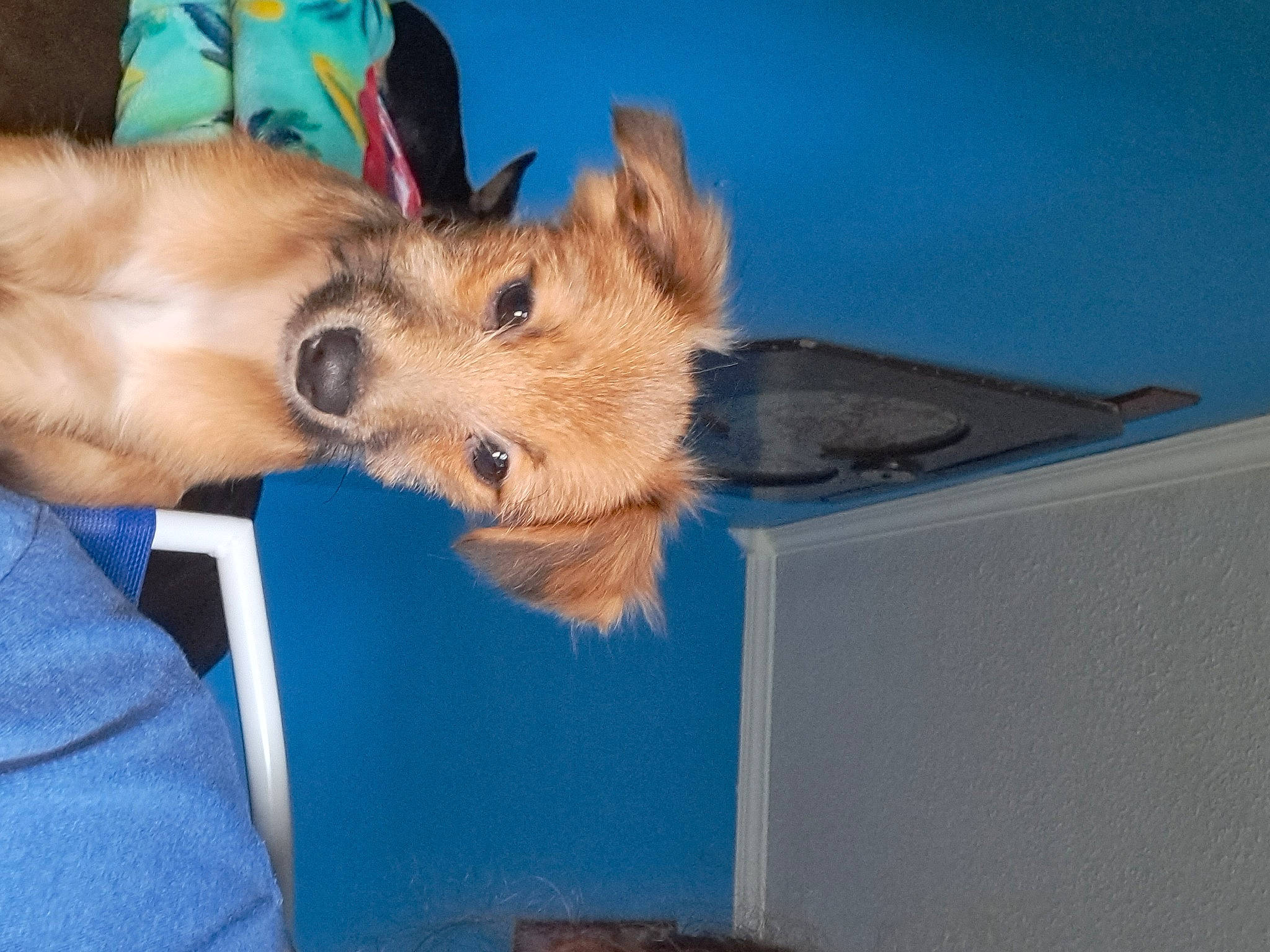 Sinbad joined the competition — help win amazing prizes! canidae, carnivore, companion_dog, dog, dog_breed, dog_supply, electric_blue, fawn, fur, non_sporting_group, paw, snout, spitz, sporting_group, toy_dog, wood, working_animal