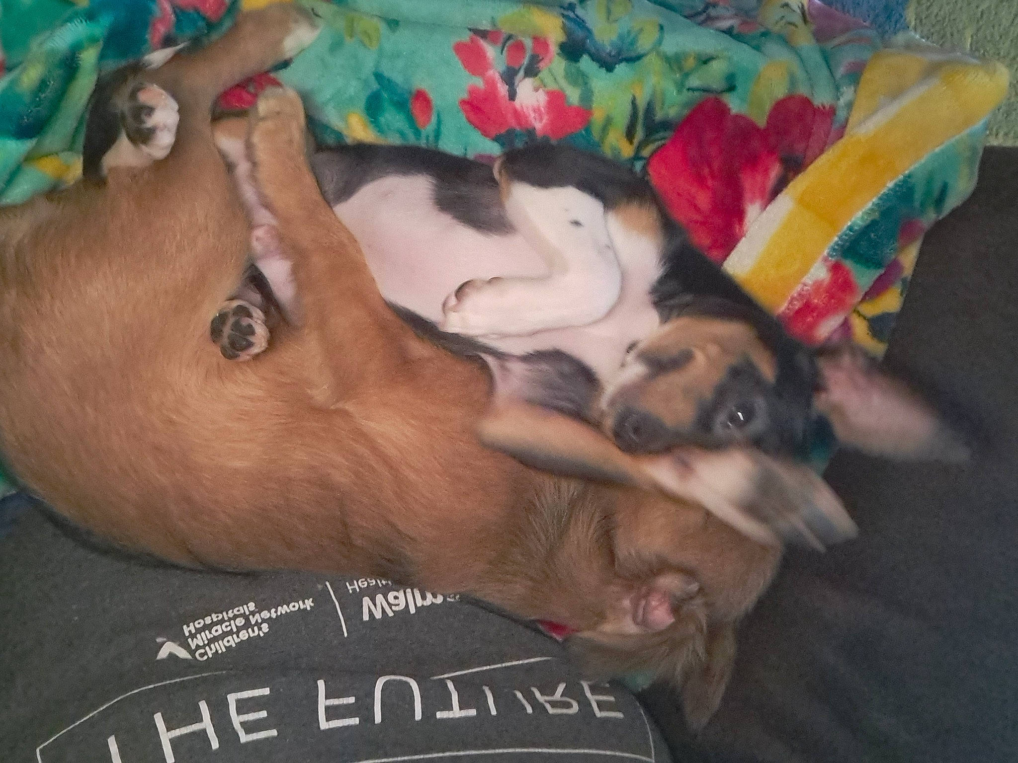 Prince Ali is registered to the contest to win money with this photo: bedtime, blanket, canidae, carnivore, chest, comfort, companion_dog, couch, dog, dog_breed, fawn, fun, fur, linens, nap, sleep, sporting_group, toy_dog