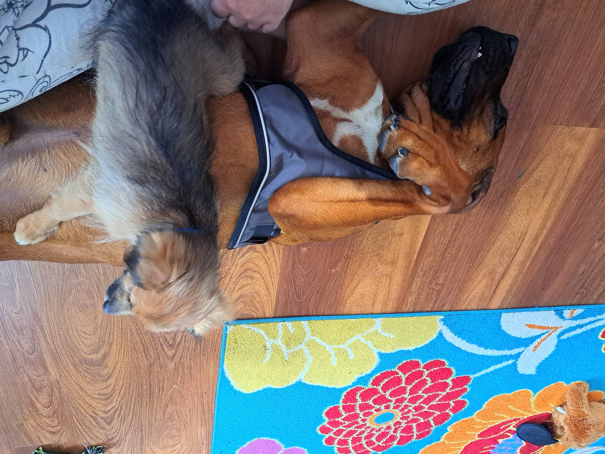 Elvis joined the competition — help win amazing prizes! art, carnivore, comfort, companion_dog, couch, dog, dog_breed, dog_supply, fawn, flooring, fur, hardwood, human_leg, pattern, paw, pet_supply, snout, sporting_group, tail, wood