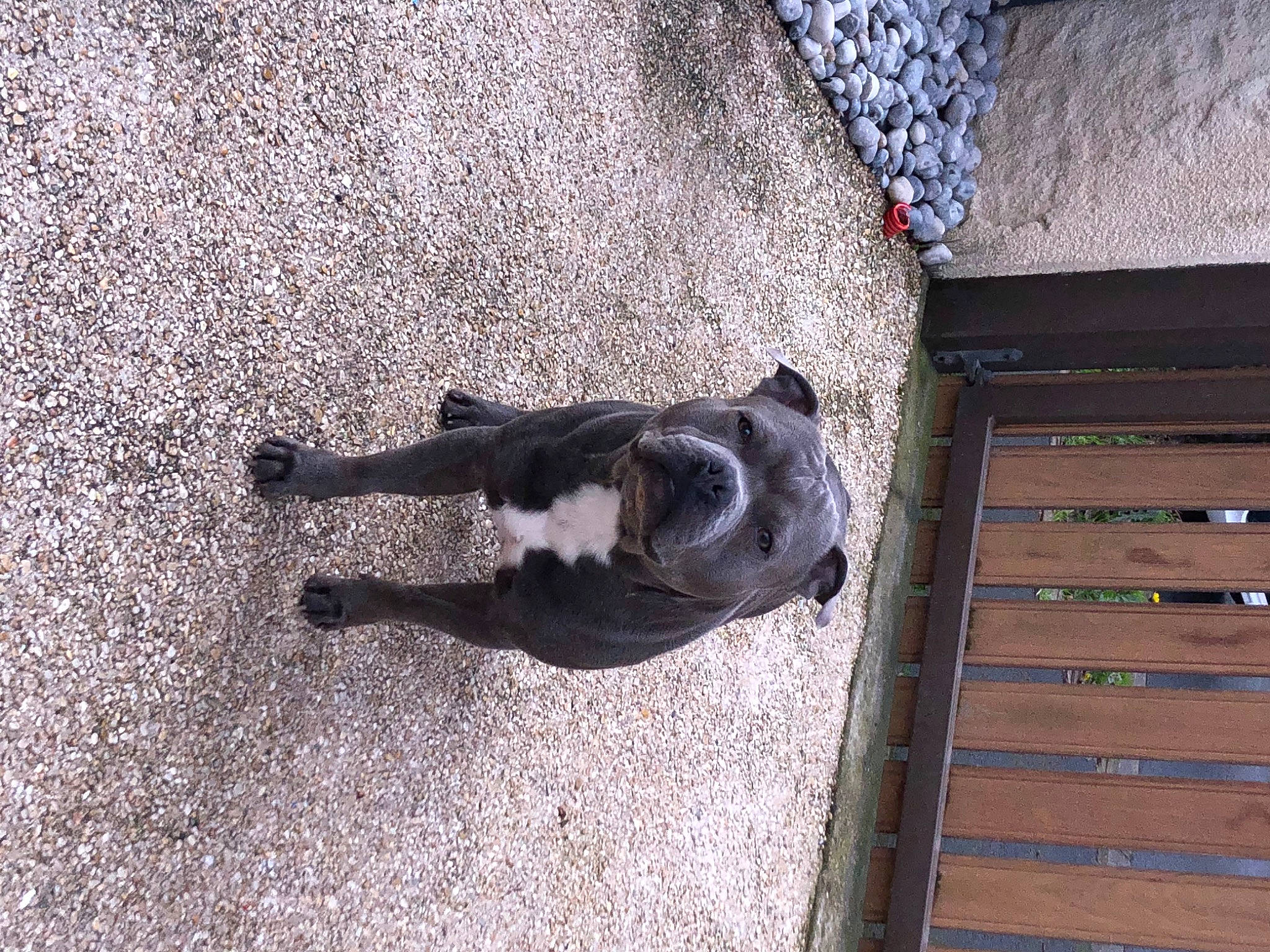 Rolly a rejoint le concours — aidez-le/la à gagner de superbes lots ! asphalt, canidae, carnivore, companion_dog, concrete, dog, dog_breed, flooring, fur, grey, line, pet_supply, road_surface, shadow, snout, sporting_group, tail, wood, working_animal