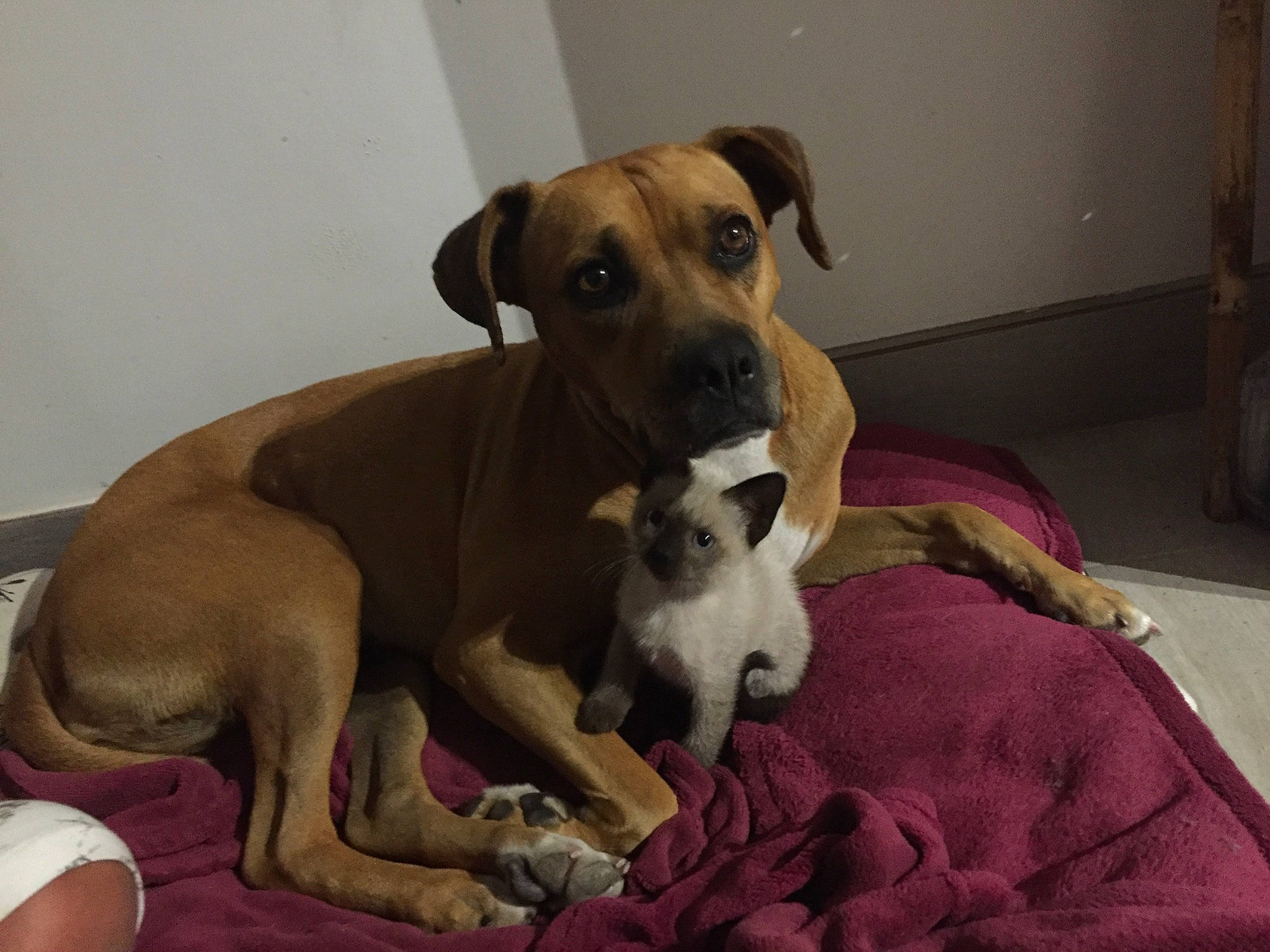 Belle participe au concours pour gagner de l'argent avec cette photo : carnivore, collar, comfort, companion_dog, dog, dog_bed, dog_breed, dog_collar, dog_supply, fawn, guard_dog, hound, paw, pet_supply, puppy, sighthound, tail, whiskers, working_animal, working_dog