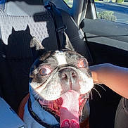 Buddy is registered to the contest to win money with this photo: animal, boston_terrier, car_interior, closeup, cute, daytime, dog, expression, funny_shadow, happy, human_arm, indoor, orange_shirt, pet, seat, seatbelt, shadow, sunlight, tongue_out, window