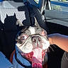 animal, boston_terrier, car_interior, closeup, cute, daytime, dog, expression, funny_shadow, happy, human_arm, indoor, orange_shirt, pet, seat, seatbelt, shadow, sunlight, tongue_out, window