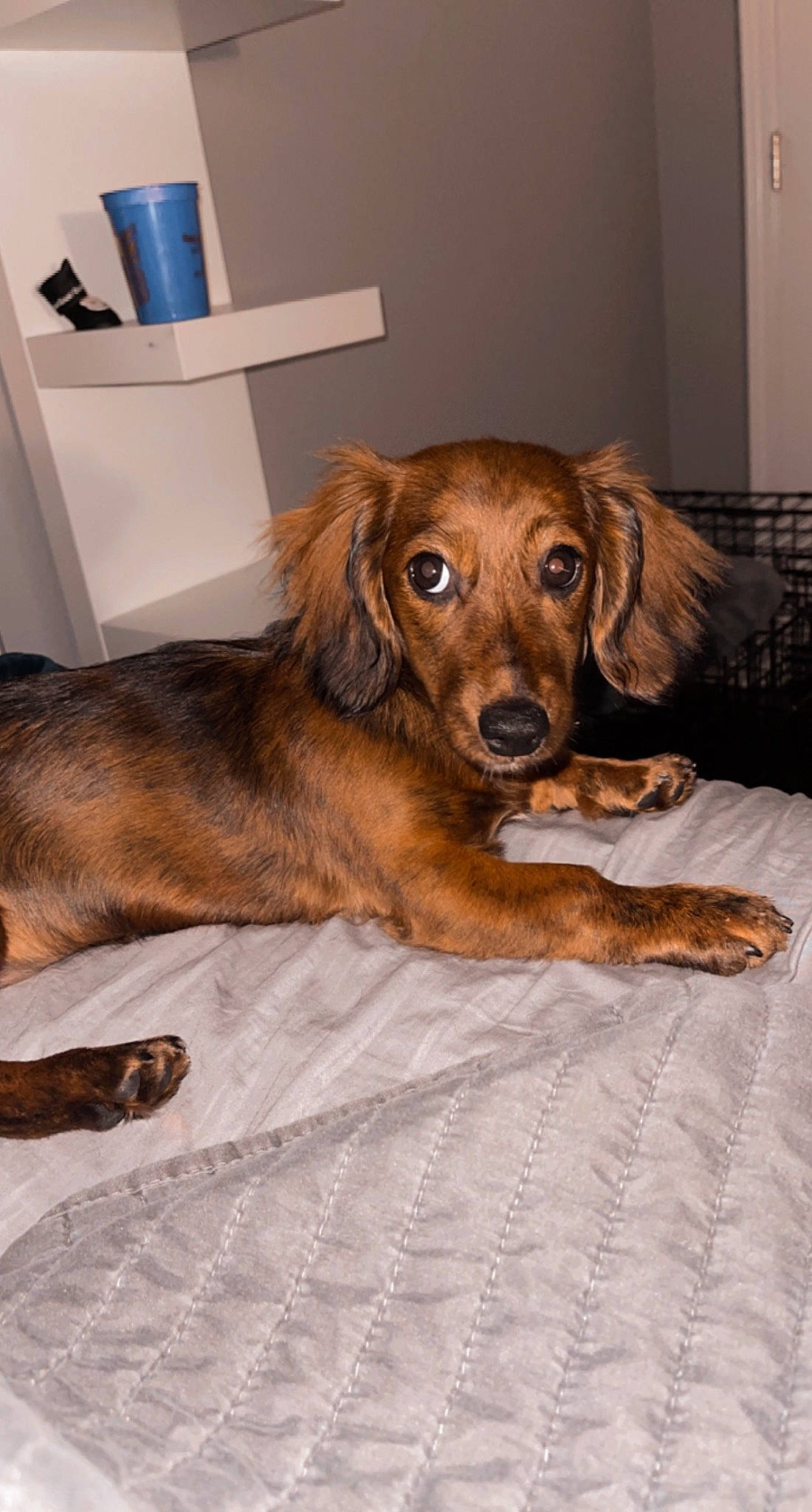 Macie is registered to the contest to win money with this photo: canidae, carnivore, cocker_spaniel, comfort, companion_dog, dog, dog_breed, dog_supply, fawn, flooring, fur, gun_dog, hardwood, home_appliance, liver, pet_supply, spaniel, sporting_group, wood, working_animal