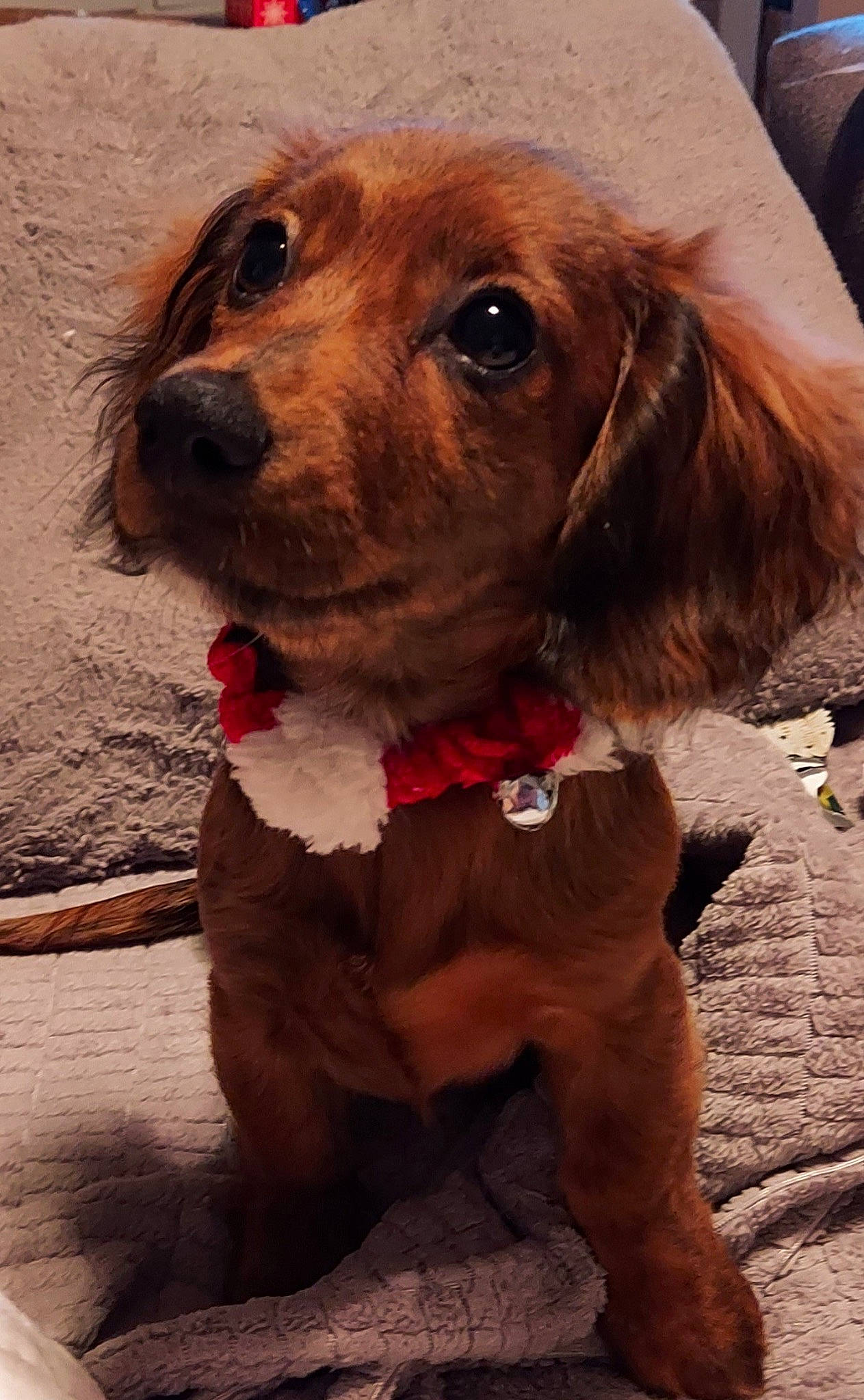 Macie joined the competition — help win amazing prizes! canidae, carnivore, cocker_spaniel, collar, companion_dog, dog, dog_breed, dog_collar, dog_supply, fawn, fur, gun_dog, leash, liver, pet_supply, snout, spaniel, sporting_group, whiskers, working_animal