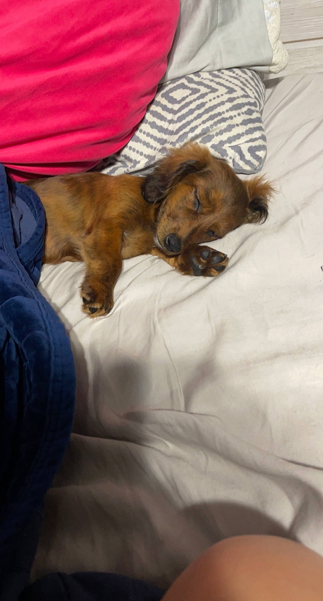 Macie joined the competition — help win amazing prizes! bed, bed_sheet, bedding, canidae, carnivore, comfort, companion_dog, dog, dog_breed, duvet, fawn, felidae, fur, linens, liver, nap, sleep, sporting_group, working_animal, wrinkle