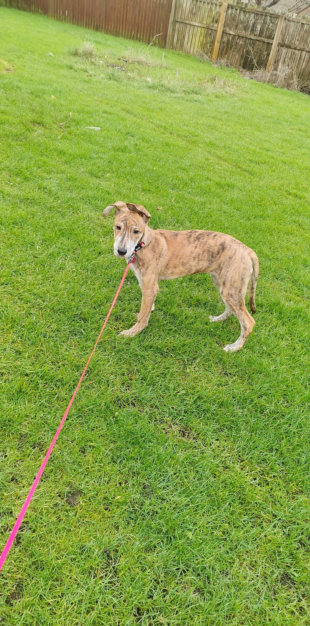 Diamond is registered to the contest to win money with this photo: canidae, carnivore, collar, companion_dog, dog, dog_breed, dog_collar, dog_supply, fawn, grass, grassland, groundcover, leash, pet_supply, sighthound, sporting_group, tail, terrestrial_animal, working_animal, working_dog