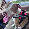 Rival joined the competition — help win amazing prizes! dog, service_dog, pit_bull, harness, car, vehicle, seated, tongue, panting, happy, pet, canine, brown_and_white, short_hair, collar, automobile_interior, car_seat, window, outdoor, portrait