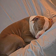 Rival is registered to the contest to win money with this photo: dog, sleeping, brown_and_white, pet, bed, bedroom, blanket, bedding, curled_up, resting, indoors, cozy, relaxed, nap, animal, canine, short_hair, white_markings, warm_lighting, portrait