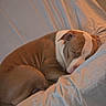 animal, bed, bedding, bedroom, blanket, brown_and_white, canine, cozy, curled_up, dog, indoors, nap, pet, portrait, relaxed, resting, short_hair, sleeping, warm_lighting, white_markings
