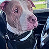 Rival joined the competition — help win amazing prizes! dog, pit_bull, canine, pet, portrait, close_up, sitting, car, vehicle, harness, collar, leash, brown_and_white, short_hair, blue_eyes, outdoor, window, sky, grass, photography