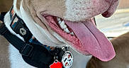 Rival is registered to the contest to win money with this photo: dog, pit_bull, portrait, close_up, happy, smiling, tongue_out, open_mouth, blue_eye, brown_and_white, collar, harness, dog_tags, pet, animal, car_interior, seated, indoor, photography, black_background