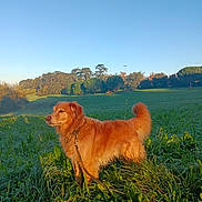 Rex participe au concours pour gagner de l'argent avec cette photo : dog, golden_retriever, leash, grass, field, outdoor, sunlight, nature, greenery, sky, trees, pets, animal, canine, fur, daylight, park, landscape, walking, summer
