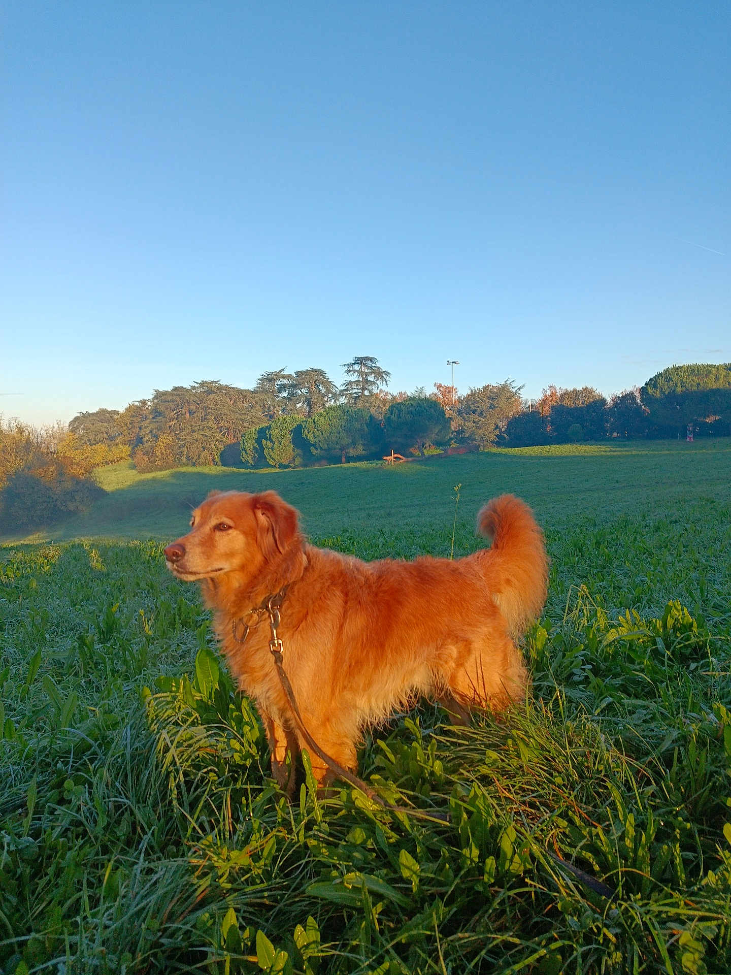 Rex participe au concours pour gagner de l'argent avec cette photo : dog, golden_retriever, leash, grass, field, outdoor, sunlight, nature, greenery, sky, trees, pets, animal, canine, fur, daylight, park, landscape, walking, summer