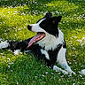 animal, black_and_white, border_collie, collar, daisies, dog, flowers, grass, happy, harness, lying_down, meadow, nature, open_mouth, outdoors, pet, portrait, sitting, sunlight, tongue