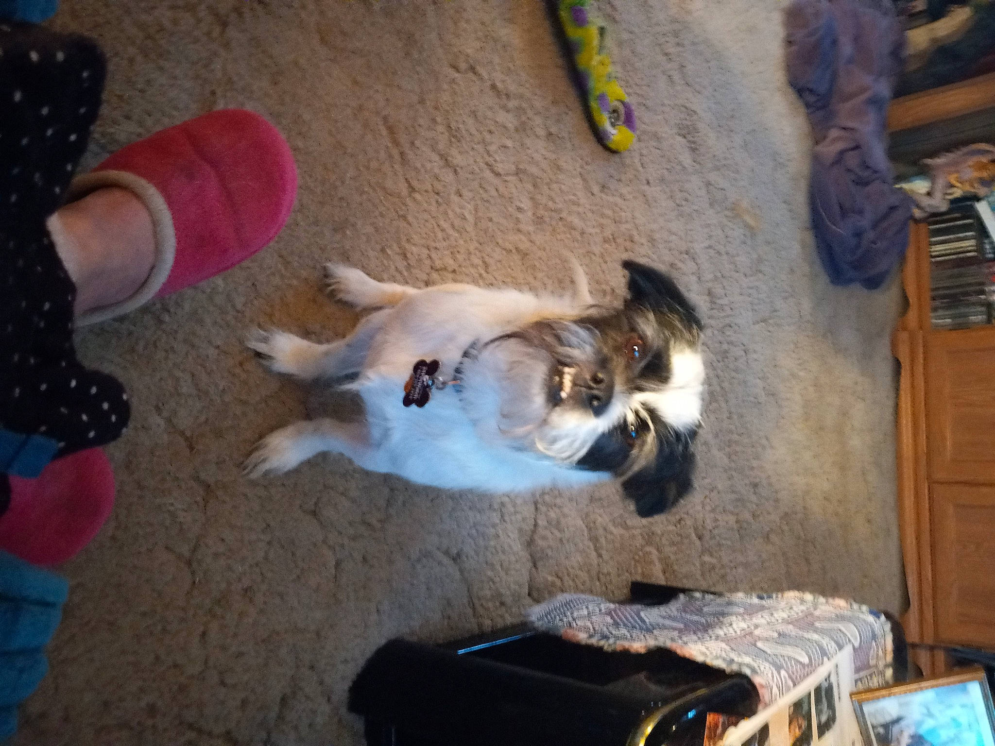 Bandit joined the competition — help win amazing prizes! cabinetry, carnivore, cat, chest_of_drawers, companion_dog, cupboard, dog, dog_breed, drawer, felidae, flooring, foot, fur, hardwood, human_leg, sidewalk, small_to_medium_sized_cats, tail, whiskers, wood