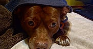 Penny joined the competition — help win amazing prizes! animal, baseballcap, canine, cap, clothing, computerhardware, dog, electronics, furniture, hardware, hat, homedecor, hound, linen, monitor, pet, puppy, screen, sunhat, tv