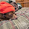 Penny joined the competition — help win amazing prizes! animal, bedspread, brown_dog, canine, closeup, cozy, cute, dog, domestic_animal, fabric, furniture, hat, indoor, orange_hat, pet, plaid_pattern, relaxed, resting, textile, wooden_drawer