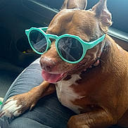 Penny joined the competition — help win amazing prizes! accessory, animal, brown_dog, canine, car_seat, companion, cool, cute, dog, funny, indoors, pet, playful, portrait, relaxed, seat, summer, sunglasses, tongue_out, vehicle